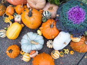 pumpkins_with_gourds_606168-1-300x225 OLYMPUS DIGITAL CAMERA